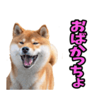 山梨甲州弁☆柴犬（個別スタンプ：26）