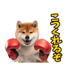 山梨甲州弁☆柴犬（個別スタンプ：27）