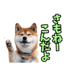 山梨甲州弁☆柴犬（個別スタンプ：29）