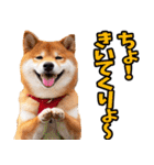 山梨甲州弁☆柴犬（個別スタンプ：31）