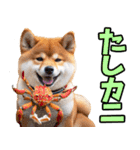 山梨甲州弁☆柴犬（個別スタンプ：33）