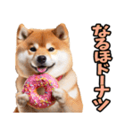 山梨甲州弁☆柴犬（個別スタンプ：34）