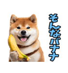 山梨甲州弁☆柴犬（個別スタンプ：35）