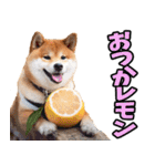 山梨甲州弁☆柴犬（個別スタンプ：36）