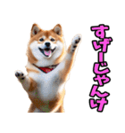 山梨甲州弁☆柴犬（個別スタンプ：37）