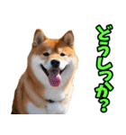 山梨甲州弁☆柴犬（個別スタンプ：38）