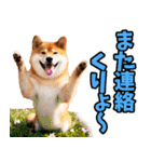 山梨甲州弁☆柴犬（個別スタンプ：40）