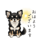いつでも使える♡チワワの日常（個別スタンプ：1）