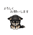 いつでも使える♡チワワの日常（個別スタンプ：4）