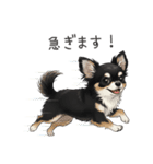 いつでも使える♡チワワの日常（個別スタンプ：10）