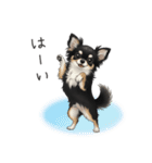いつでも使える♡チワワの日常（個別スタンプ：12）