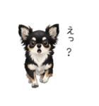 いつでも使える♡チワワの日常（個別スタンプ：20）