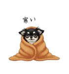 いつでも使える♡チワワの日常（個別スタンプ：24）