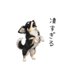 いつでも使える♡チワワの日常（個別スタンプ：26）