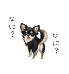 いつでも使える♡チワワの日常（個別スタンプ：29）