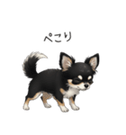 いつでも使える♡チワワの日常（個別スタンプ：31）