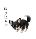 いつでも使える♡チワワの日常（個別スタンプ：35）