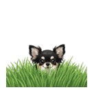 いつでも使える♡チワワの日常（個別スタンプ：39）