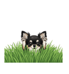 いつでも使える♡チワワの日常（個別スタンプ：40）