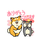 柴犬むち【犬の日2025】（個別スタンプ：3）