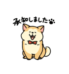 柴犬むち【犬の日2025】（個別スタンプ：5）