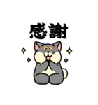 柴犬むち【犬の日2025】（個別スタンプ：8）