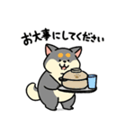 柴犬むち【犬の日2025】（個別スタンプ：15）