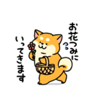 柴犬むち【犬の日2025】（個別スタンプ：17）