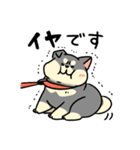 柴犬むち【犬の日2025】（個別スタンプ：26）