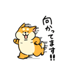 柴犬むち【犬の日2025】（個別スタンプ：31）