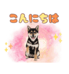 くろしば子犬の毎日スタンプ【犬の日】（個別スタンプ：2）