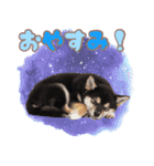 くろしば子犬の毎日スタンプ【犬の日】（個別スタンプ：3）