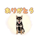 くろしば子犬の毎日スタンプ【犬の日】（個別スタンプ：4）