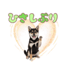 くろしば子犬の毎日スタンプ【犬の日】（個別スタンプ：7）