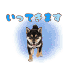 くろしば子犬の毎日スタンプ【犬の日】（個別スタンプ：8）