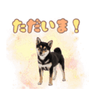 くろしば子犬の毎日スタンプ【犬の日】（個別スタンプ：9）