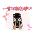くろしば子犬の毎日スタンプ【犬の日】（個別スタンプ：10）