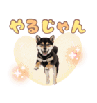 くろしば子犬の毎日スタンプ【犬の日】（個別スタンプ：11）