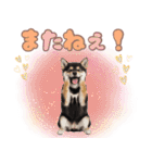 くろしば子犬の毎日スタンプ【犬の日】（個別スタンプ：12）