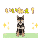 くろしば子犬の毎日スタンプ【犬の日】（個別スタンプ：13）