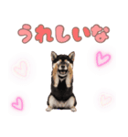 くろしば子犬の毎日スタンプ【犬の日】（個別スタンプ：14）