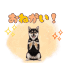 くろしば子犬の毎日スタンプ【犬の日】（個別スタンプ：15）