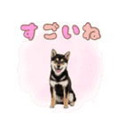 くろしば子犬の毎日スタンプ【犬の日】（個別スタンプ：16）