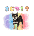 くろしば子犬の毎日スタンプ【犬の日】（個別スタンプ：17）