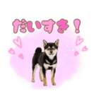 くろしば子犬の毎日スタンプ【犬の日】（個別スタンプ：18）