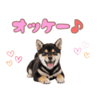 くろしば子犬の毎日スタンプ【犬の日】（個別スタンプ：19）