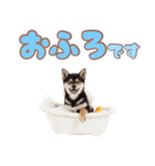くろしば子犬の毎日スタンプ【犬の日】（個別スタンプ：20）