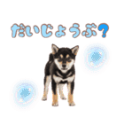 くろしば子犬の毎日スタンプ【犬の日】（個別スタンプ：21）