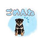 くろしば子犬の毎日スタンプ【犬の日】（個別スタンプ：22）