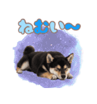 くろしば子犬の毎日スタンプ【犬の日】（個別スタンプ：23）